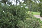 Highfields QLDresidential-landscaping-35.jpg; ?>